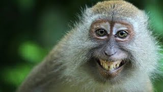 Monkey Core Eternal 🙉