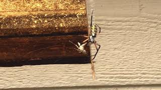 Garden spider wrapping up a grasshopper for her dinner