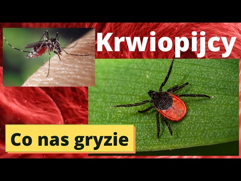 Komary i kleszcze - skuteczna Walka