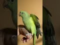 فرخ ببغاء الدره الهندي ببغاء لونه اخضر جميل جدا 
