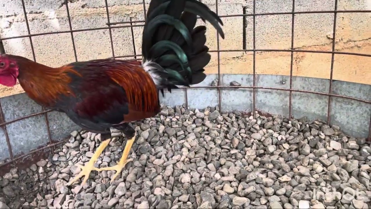 A disposición del público 829-774-1707. 8298426063