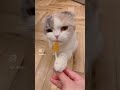 It's always fun to hang around in a cat cafe!🥹❤️ #cat #catlover #catvideos #japan #catcafe