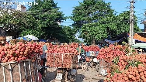cập nhật tình hình vải thiều lục ngạn tại ngã ba Tân Hoa lục ngạn Bắc Giang