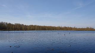Windy Lake Ambience – Deep Blue Water and Distant Trees | 20 Minutes