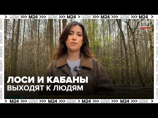 Лоси и кабаны выходят к людям: почему это опасно и сколько стоит ДТП с животным