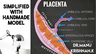 Placenta - development/formation(development made simple)