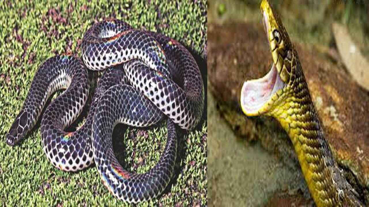 snakes attack iguana अगर रखते हैं कलेजा तो घूम कर दिखाएं इन स्नेक पार्क में