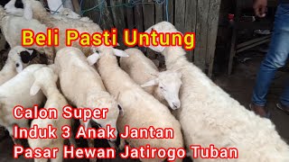 Download Lagu Beli Pasti Untung // Induk 3 Anak Jantan Semua ‼️ Pasar Hewan Jatirogo Tuban Jawa Timur  MP3