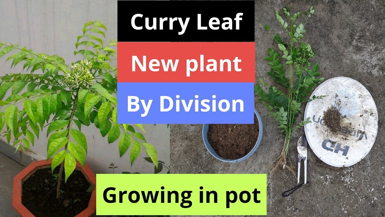 Grow cuttings tree from neem you can