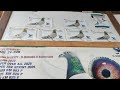 A Very Interesting Discussion About Homing Pigeons With Champion Khaled El Sharkawy And Champion