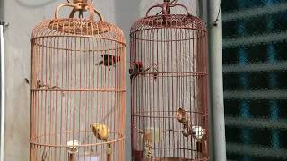 Duel kolibri kepala merah cabe siapa yg paling gacor?