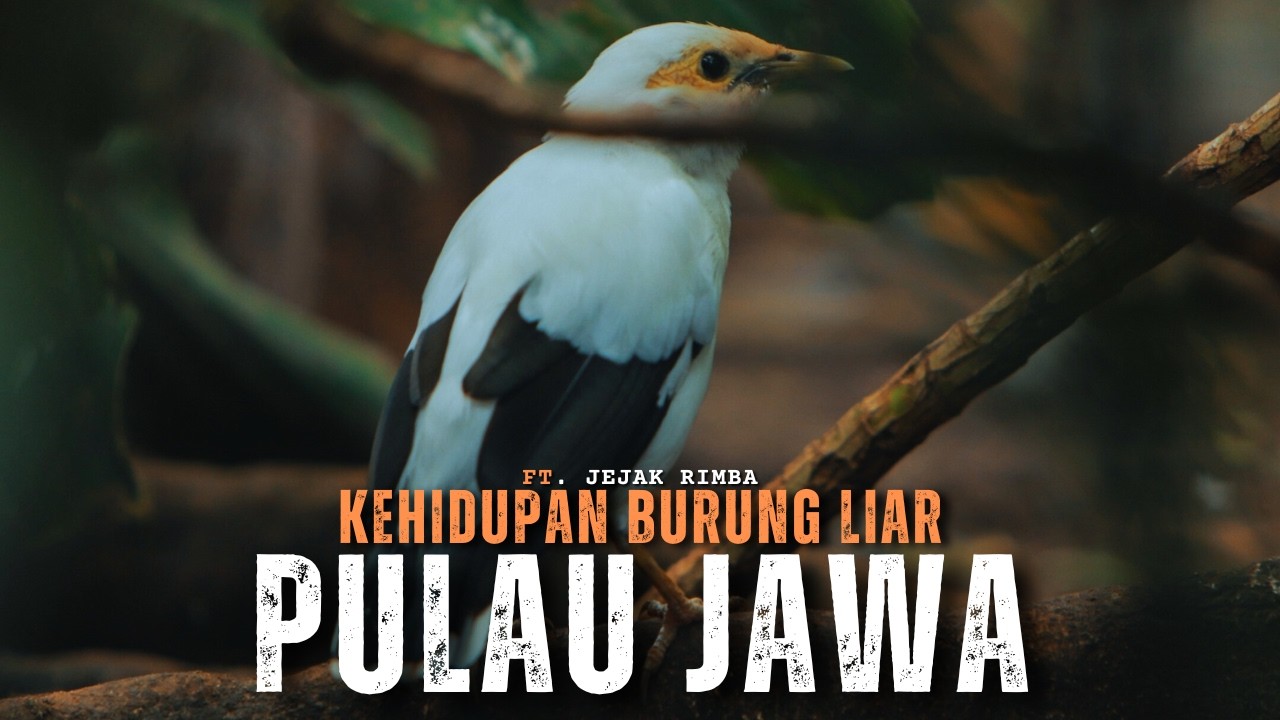 Pulau Jawa: Rumah Bagi Burung Endemik yang Terancam Punah