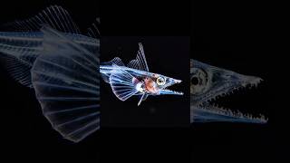 The Ocean Under Antarctica Is Home to Things That Shouldn't Be Alive 🌊🔥 @tinyecotales