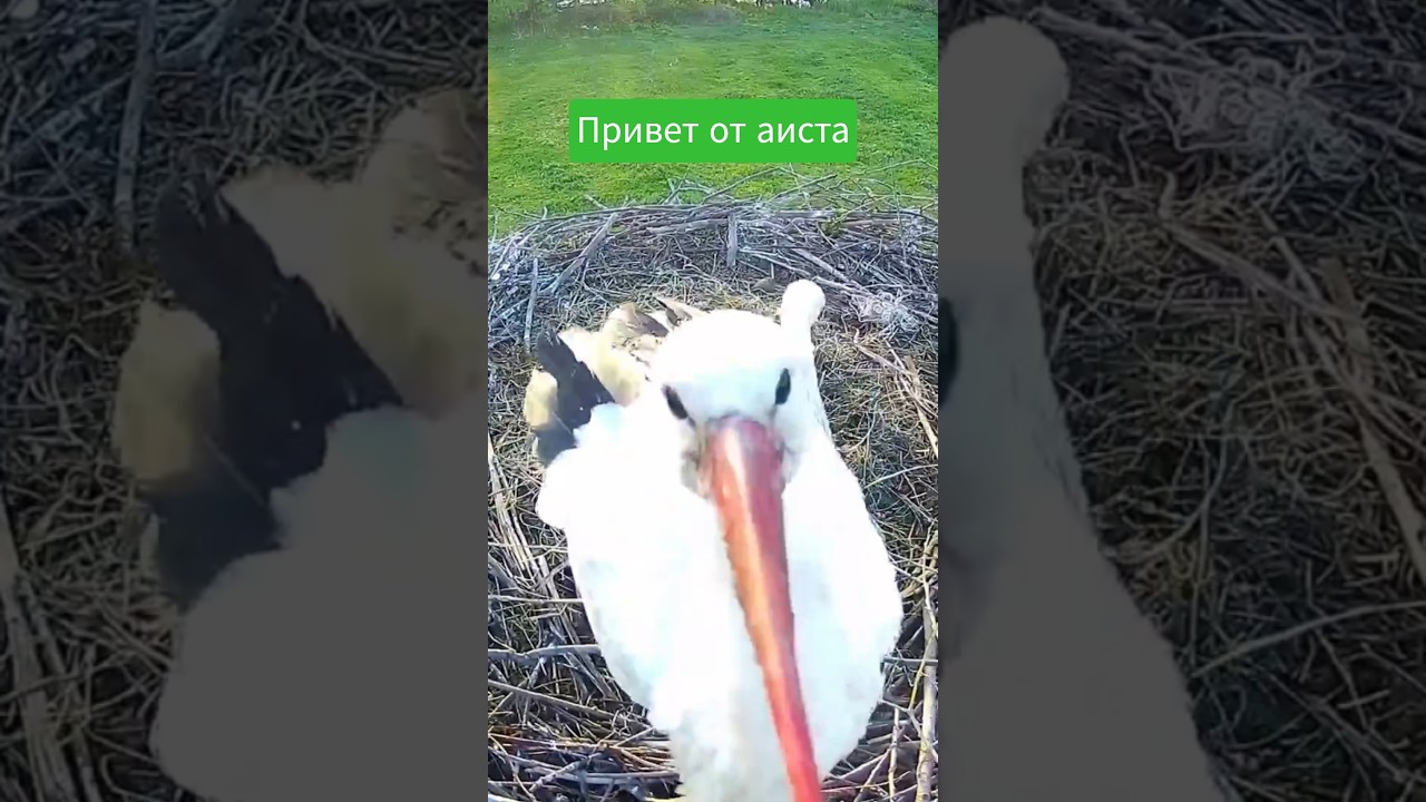 Они всё понимают