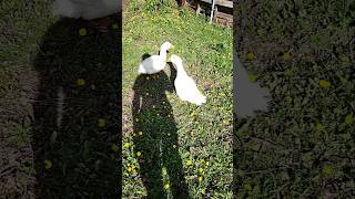 “Ducks on the Farm Be Like: QUACK QUACK