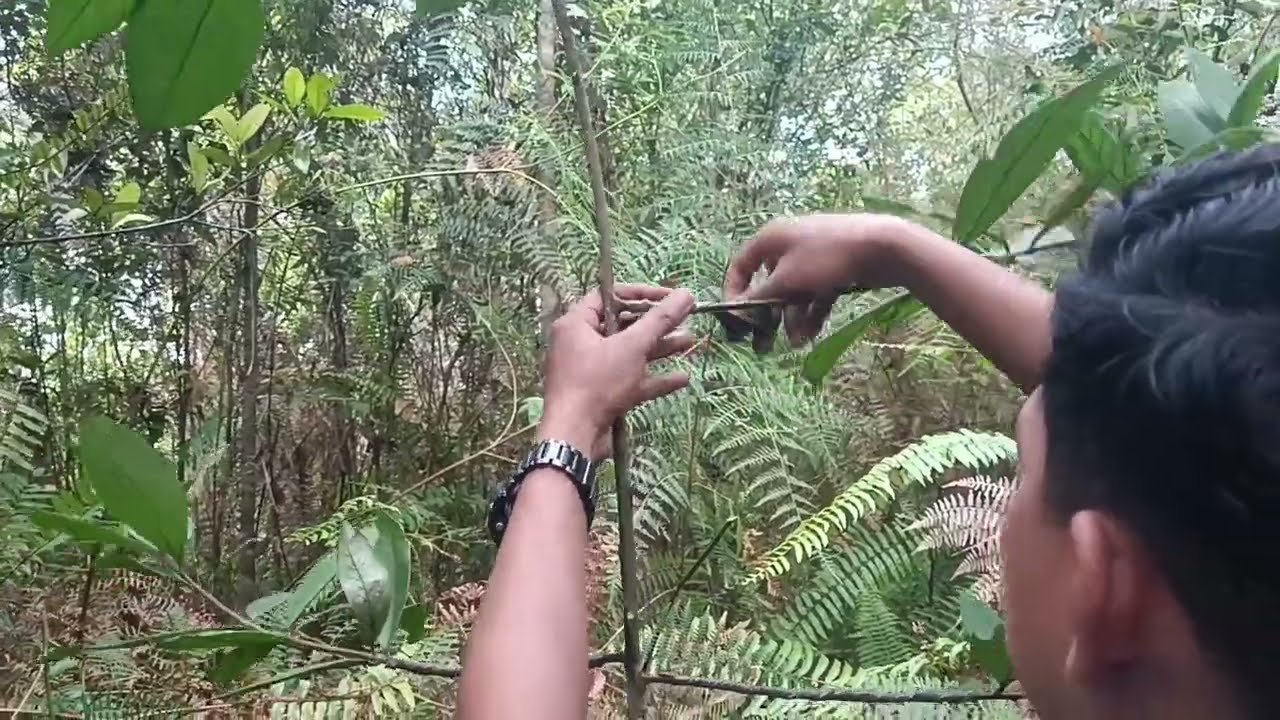 part 2 mikat di daerah pemakaman cuyy langsung mendarat burung si mulut panjang cuyy