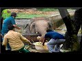 Kavaan, The Loneliest Elephant Meets Another Elephant For The First Time In 8 Years