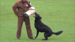 Download Lagu WUSV WK IPO 2016, Ronny C MP3