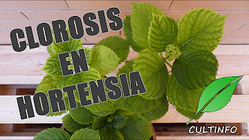 ¿Por qué amarillean las hojas de mi hortensia?