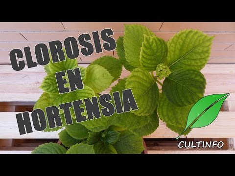 Video: Clorosis De Hortensias (10 Fotos): ¿cómo Tratar? Reglas Para Procesar Hojas Con Sulfato De Hierro. ¿Qué Más Puedes Hacer?