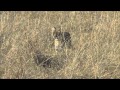 Serval Cat Killing Rabbit - Maasai Mara - Kenya