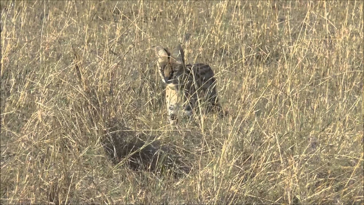 Cat Kill Rabbit Serval Cat Killing Rabbit - Maasai Mara - Kenya - YouTube