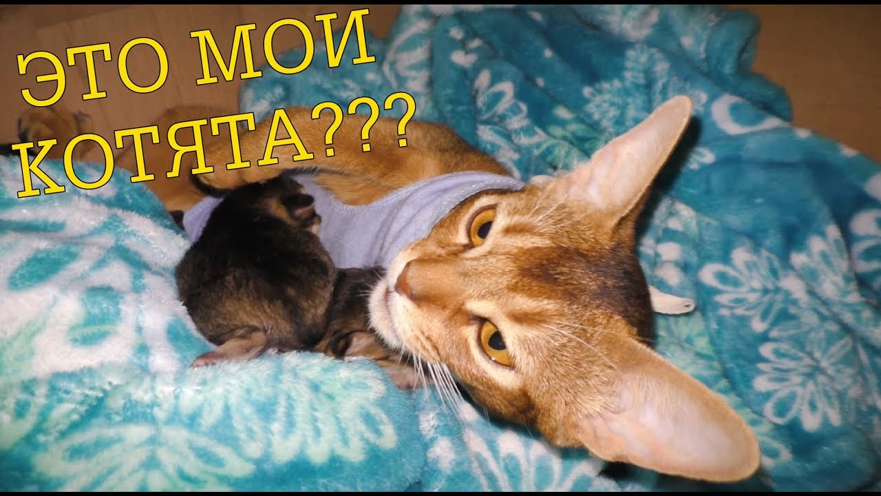 Ляпоте тв — ImgHub.ru