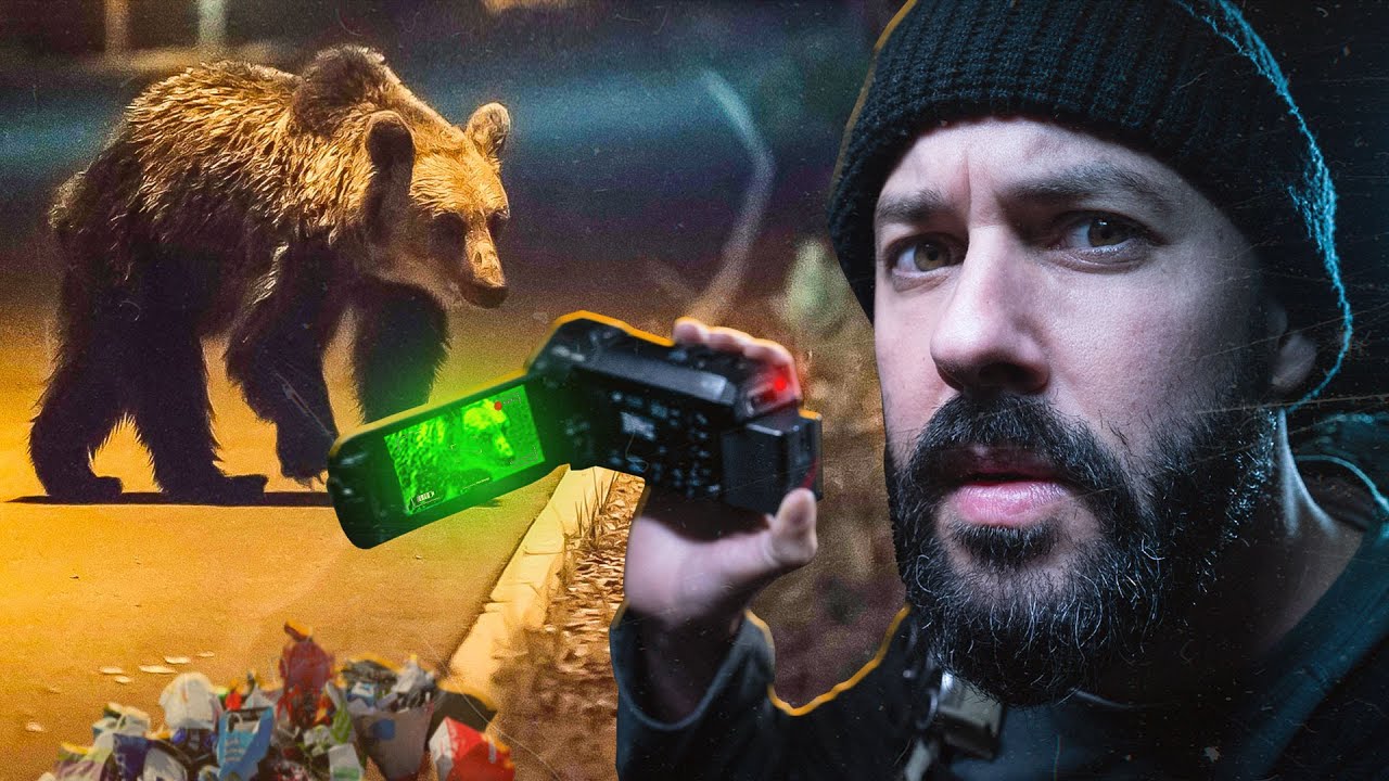 J'ai filmé des ours en ville