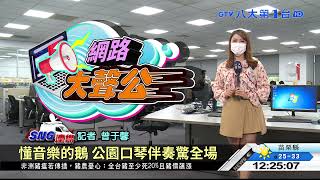 懂音樂的鵝 公園口琴伴奏驚全場 八大民生新聞 2021082705