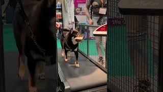 Crufts Dog Show 2022