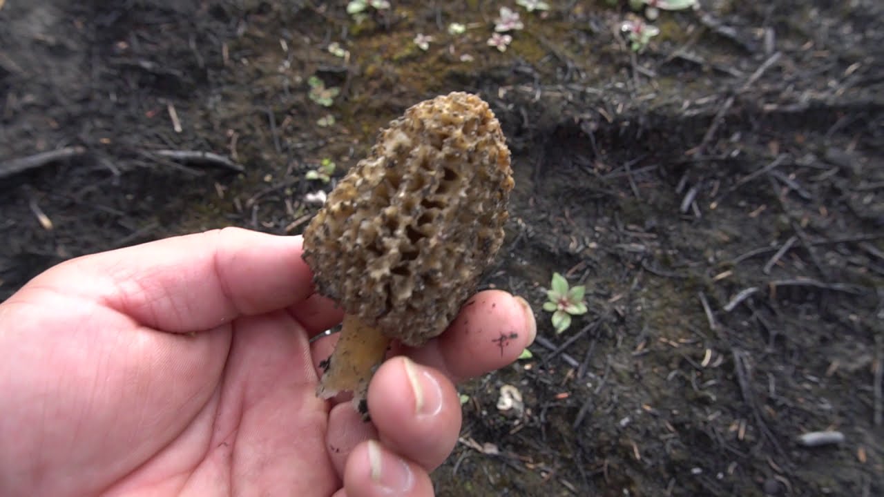 Morel Mushrooms Hunting Alaska Pt 2. Dle Nceb Tshuaj Nyob Alaska Daim 2
