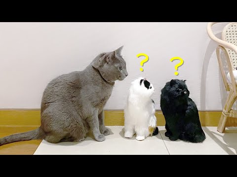 새로운 고양이 식구들 이름 좀 지어주세요!