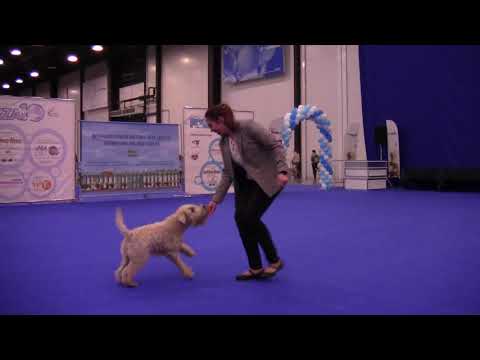 24 - Булыно Анастасия и ирландский мягкошерстный пшеничный терьер Арья Золотых Грез (Ари)