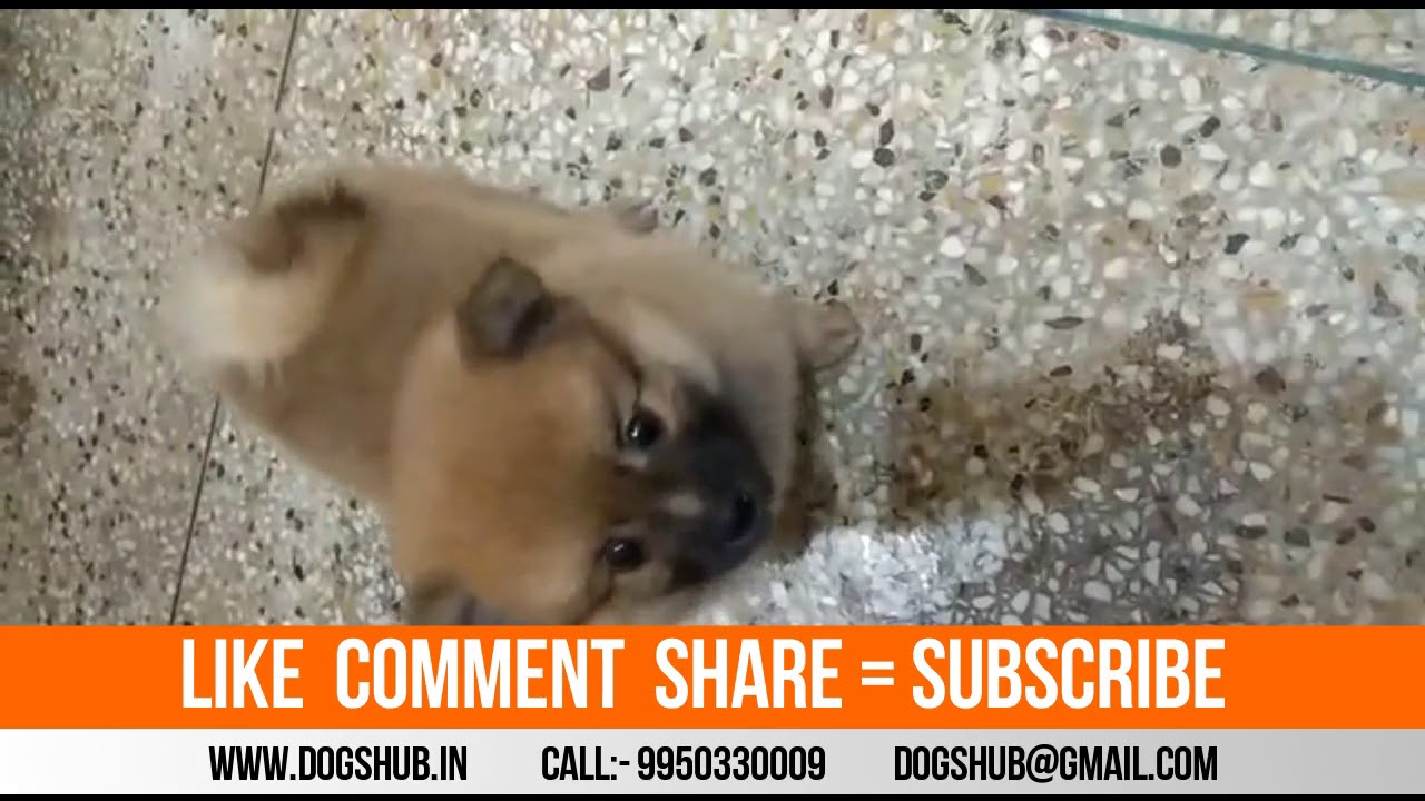 Culture pom puppies sale in Rajasthan Dogshub india puppy paradise
