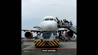 Facts About Aero Planes
