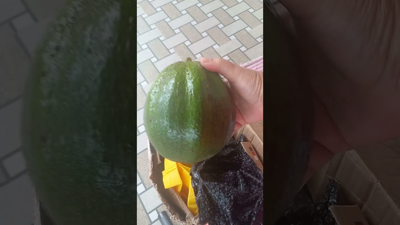 Dapat paket alpukat markus dari anak wedok di Tulungagung