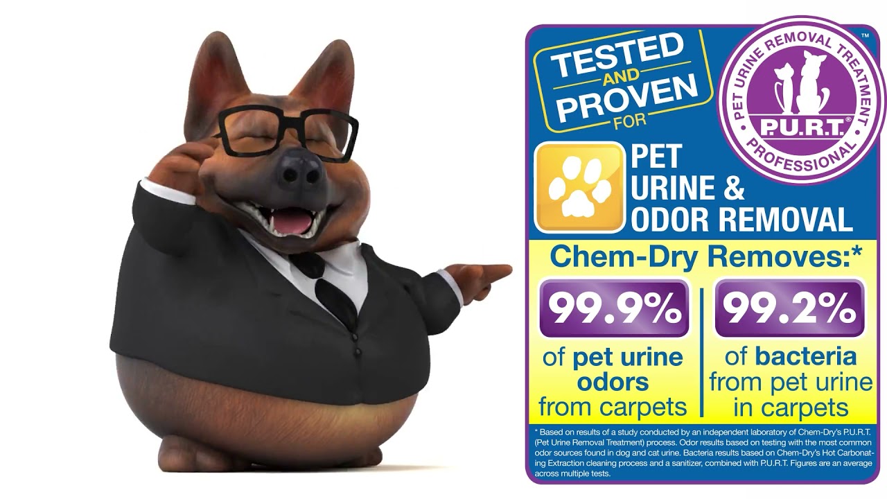 American Chem-Dry - Pet Urine & Odor Removal