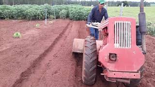 Preparando Canteiro Com Trator Agrisa (Agrale) 1967.