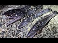 深海魚が大量漂着する海がやばすぎた