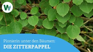 The quaking aspen: a pioneer among trees
