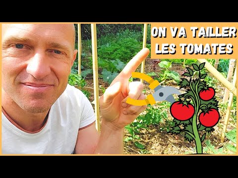 Vidéo: Faut-il alterner les plants de tomates ?