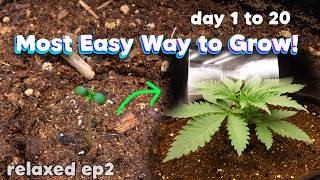 Growing W334 as LAID BACK&SIMPLE as possible EASY BEGINNERDAY 1-20 seed to harvest ep2 #marshydro3x3