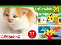 かわいいどうぶつ大集合! | ねこ・海の生き物・カクレクマノミ・クジラ・タコ | しまじろうのわお!ミニ | しまじろうチャンネル公式
