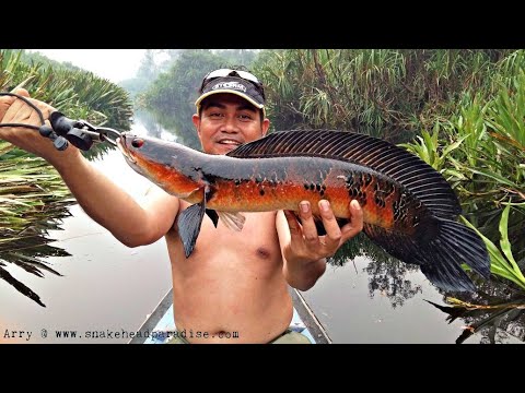bán cá lóc cảnh Update New SƠ LƯỢC MỘT VÀI LOÀI CÁ LÓC CẢNH