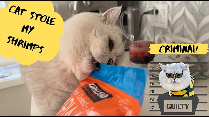 Watch the video about The Big British cat STOLE my shrimps$!