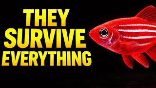 10 Schooling Fish That Actually Survive
