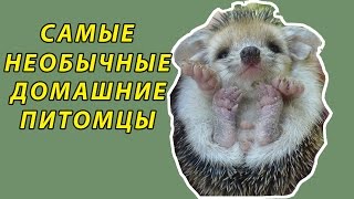 САМЫЕ НЕОБЫЧНЫЕ ДОМАШНИЕ ПИТОМЦЫ САМЫЕ НЕОБЫЧНЫЕ ДОМАШНИЕ ПИТОМЦЫ