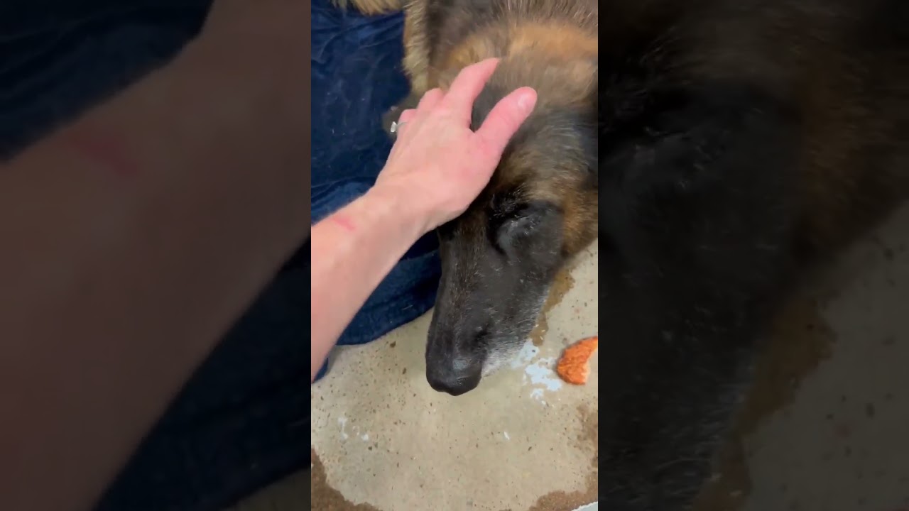Petra A1885932 getting pets