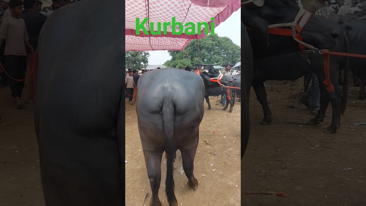 Madhiyai Pashu Mandi | Kurbani Bhes ki | qurbani katiya
