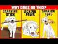 9 Funny, Weird Dog Behaviors Explained